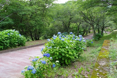 n invito semplice, come noi - Vivai Il pollice Verde, Asti