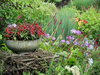 Conosciamo bene le esigenze delle piante ornamentali - Vivai Il pollice Verde, Asti