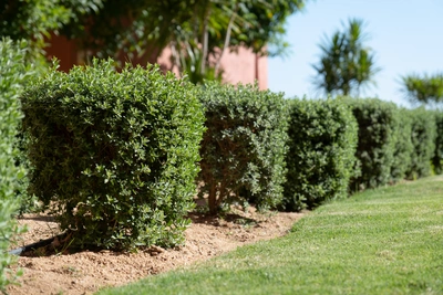 Tessiture di foglie - Vivai Il pollice Verde, Asti
