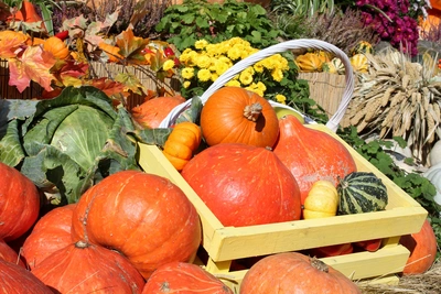 Nel nostro vivaio trovi piantine da orto già pronte per essere trapiantate - Vivai Il pollice Verde, Asti