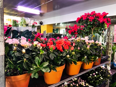 Offerte speciali - Vivai Il pollice Verde, Asti