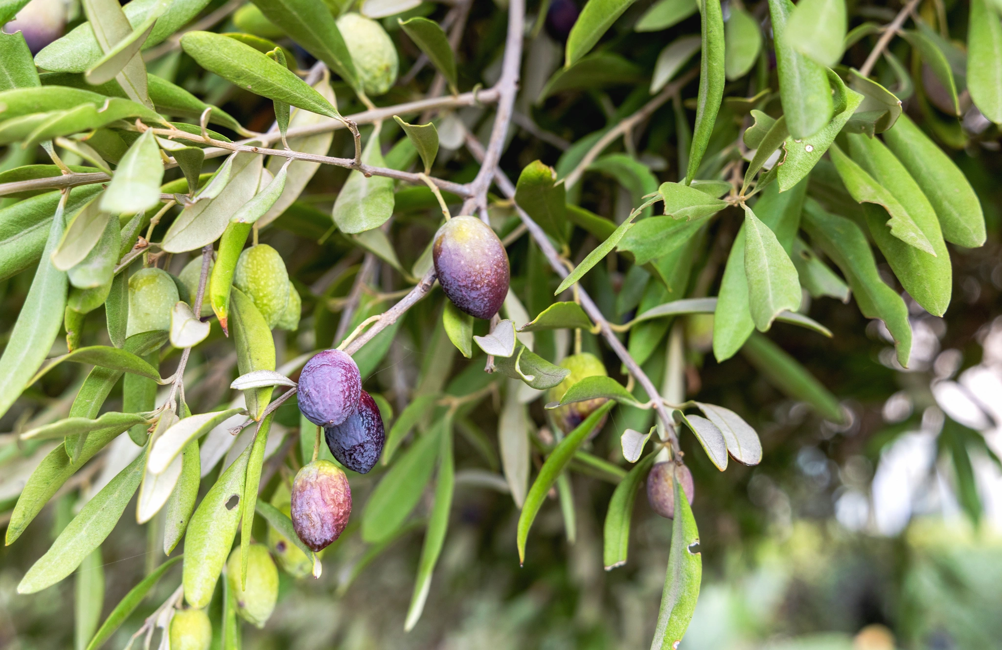 Olivo leccino - Vivai Il pollice Verde, Asti