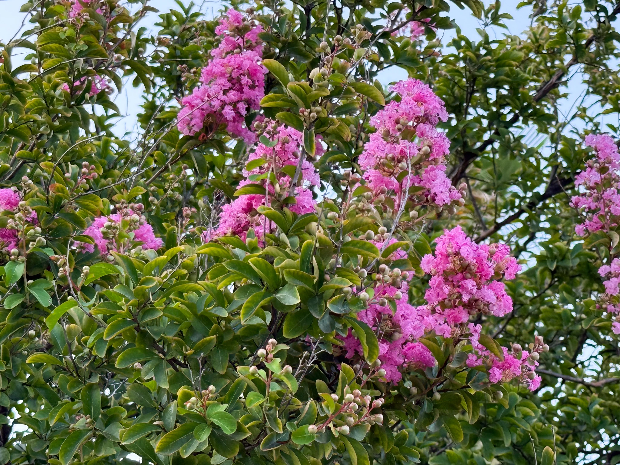 Lagerstroemia - Vivai Il pollice Verde, Asti