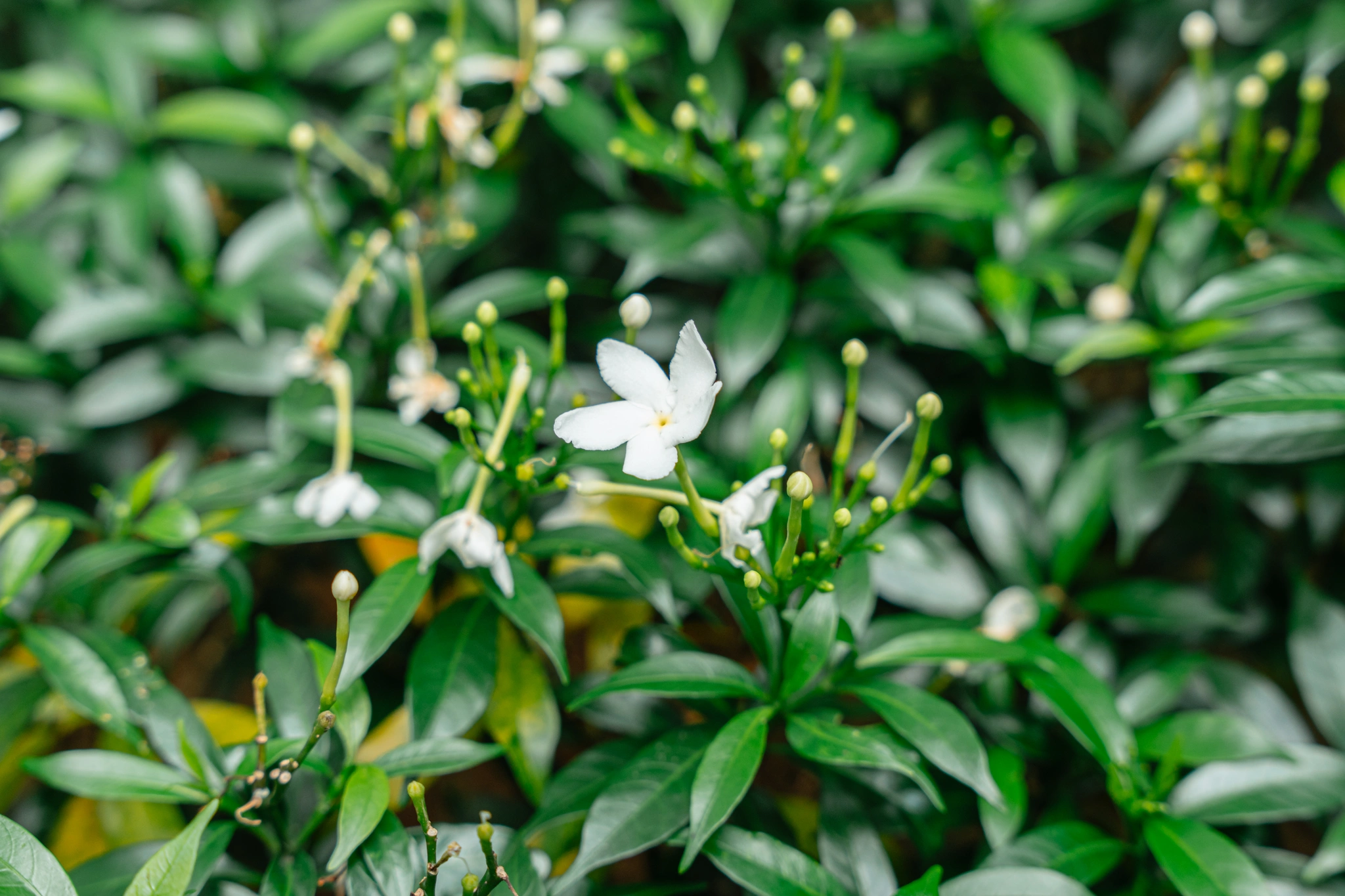 Gelsomino - Vivai Il pollice Verde, Asti