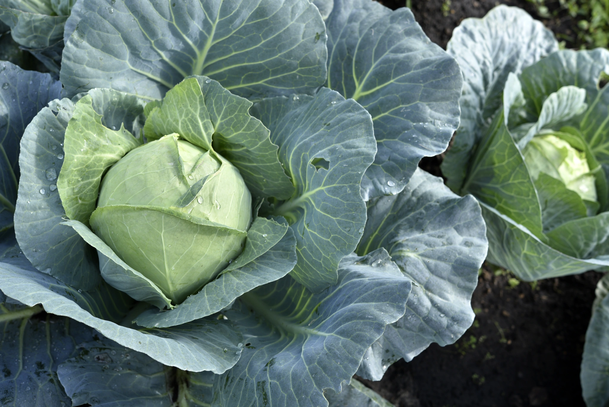 Cavolo - Vivai Il pollice Verde, Asti