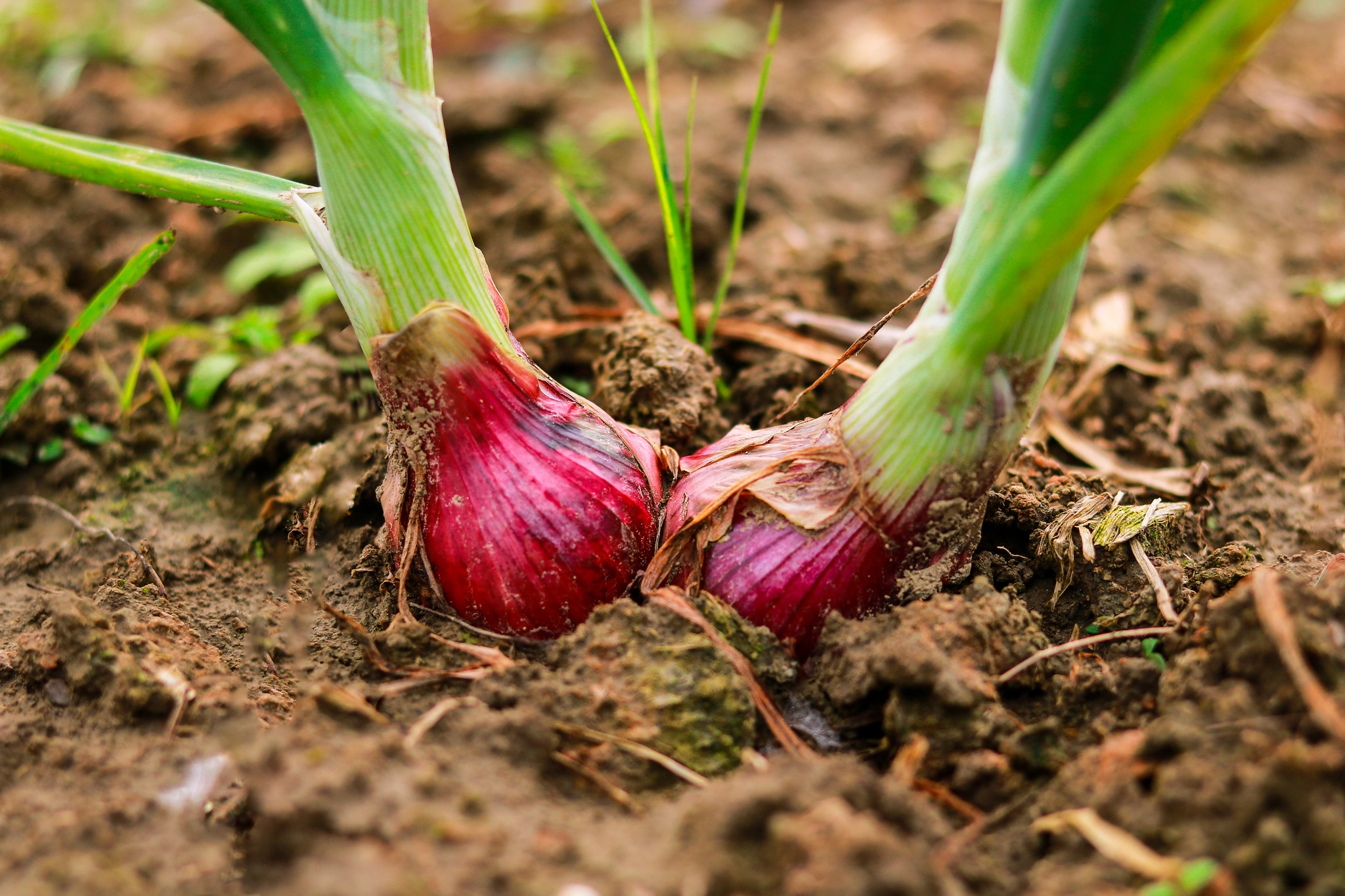 Cipolla - Vivai Il pollice Verde, Asti