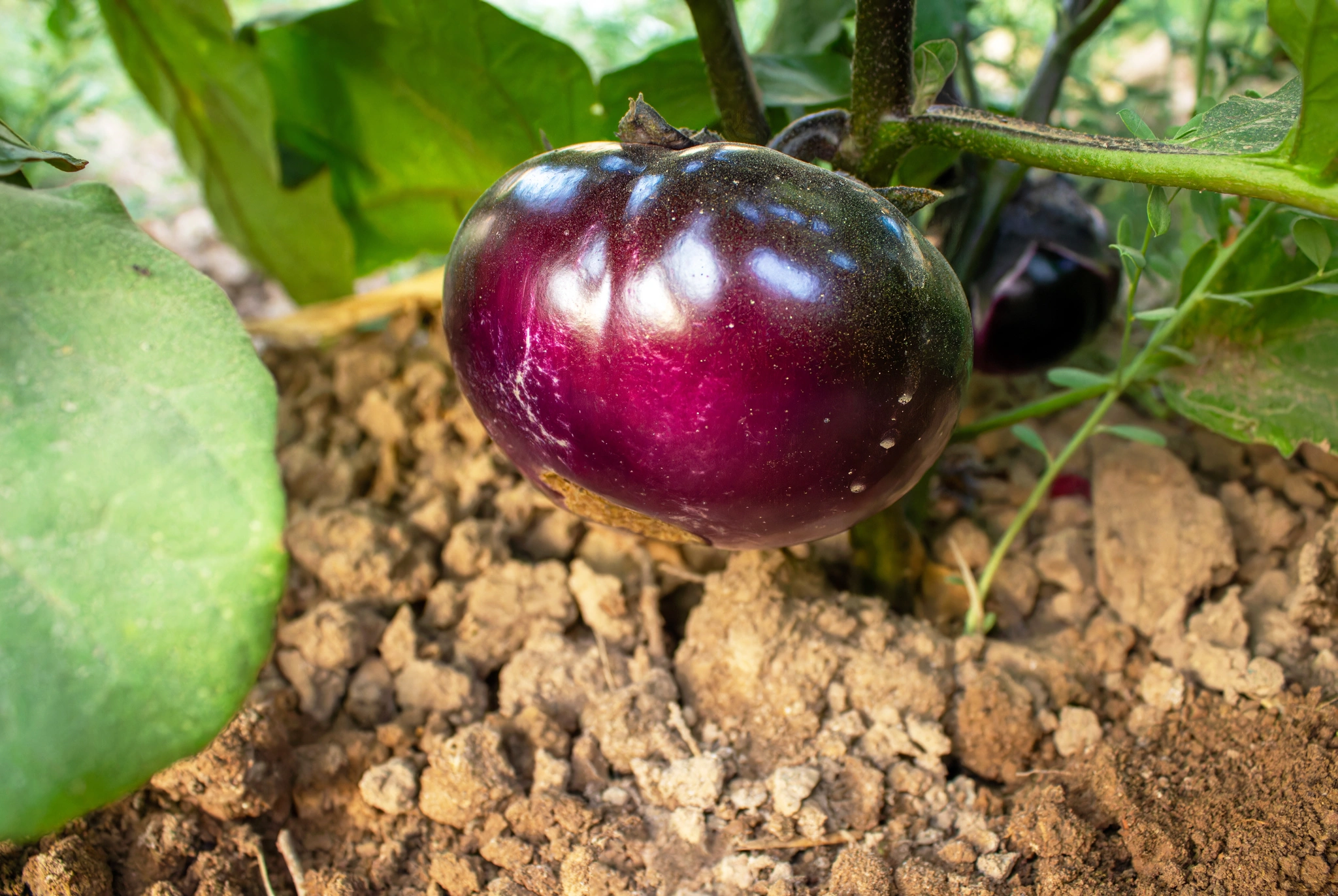 Melanzana - Vivai Il pollice Verde, Asti