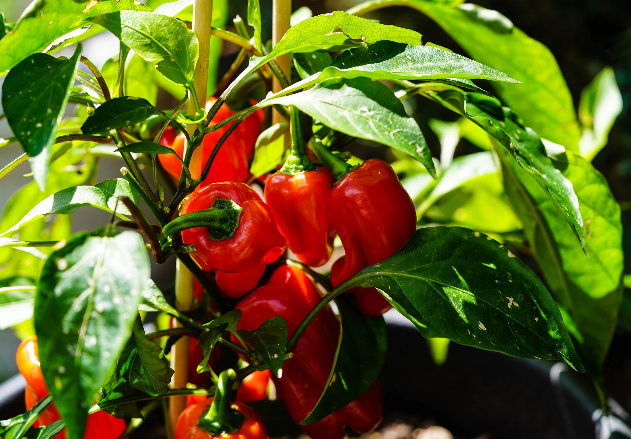 Peperone - Vivai Il pollice Verde, Asti