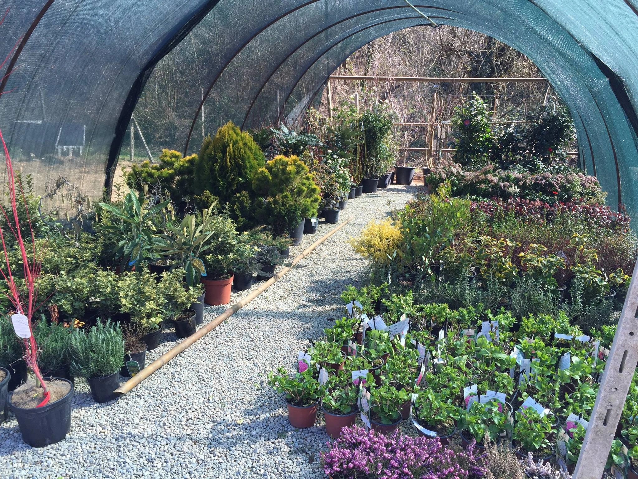 Le nostre serre - Vivai Il pollice Verde, Asti