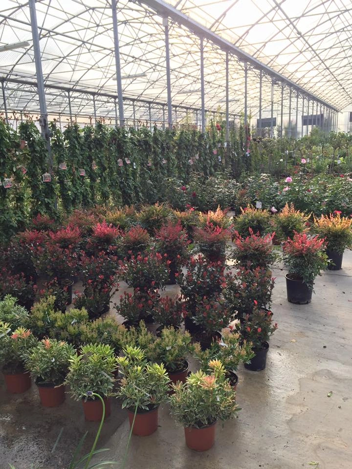 Le nostre serre - Vivai Il pollice Verde, Asti