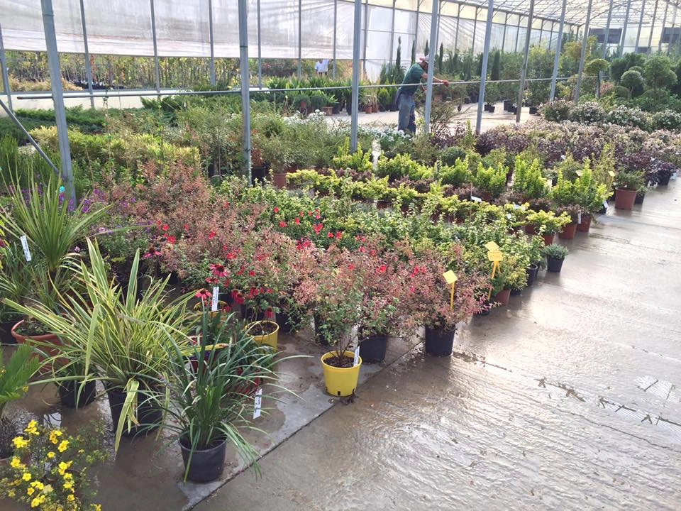 Le nostre serre - Vivai Il pollice Verde, Asti