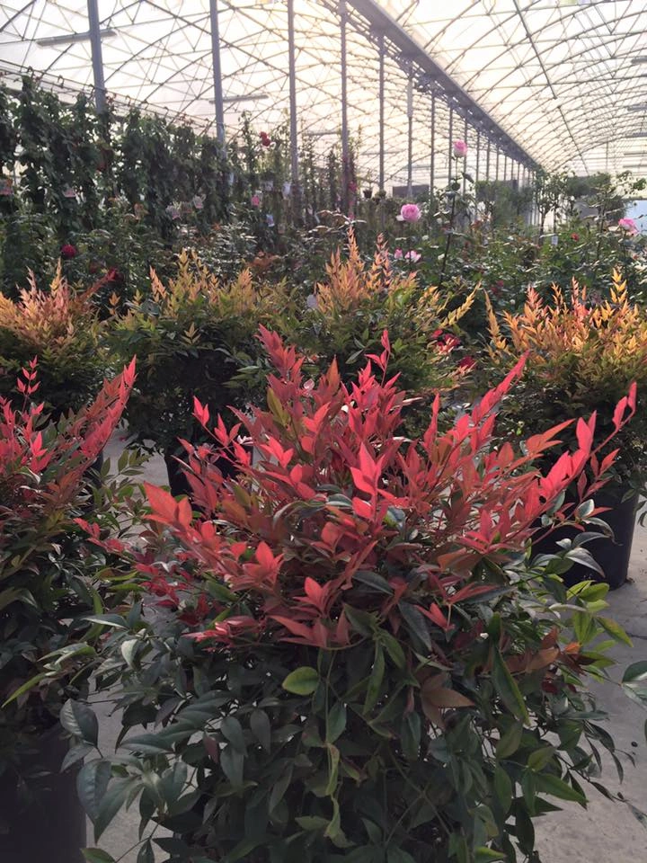 Le nostre serre - Vivai Il pollice Verde, Asti