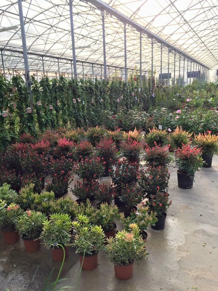 Le nostre serre - Vivai Il pollice Verde, Asti