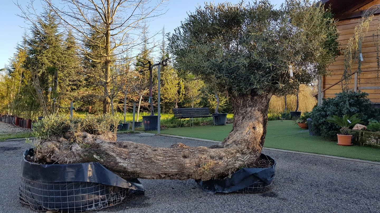 Le nostre serre - Vivai Il pollice Verde, Asti